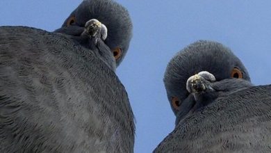 Фото - Почему мозг птиц совершенней мозга млекопитающих?