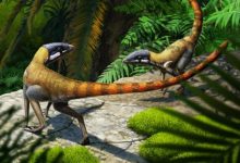 Фото - Окаменелость возрастом 230 миллионов лет подсказала о происхождении птерозавров